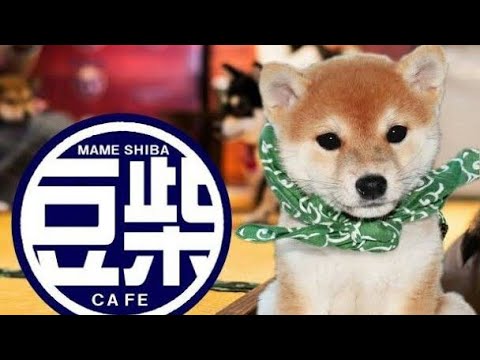 Mameshiba Cafe In Tokyo Unique Japan