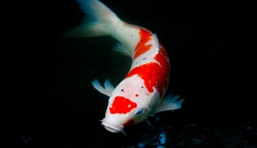Koi Fish “Nishikigoi”